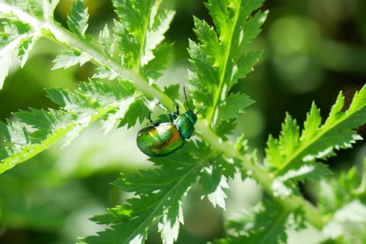 York's own tansy beetle to be honoured at activity-filled jamboree