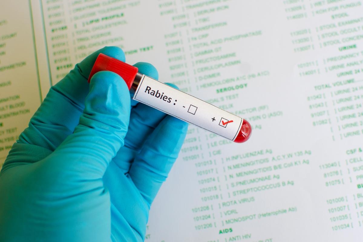 What is rabies, how to avoid it and how to recognise the symptoms?