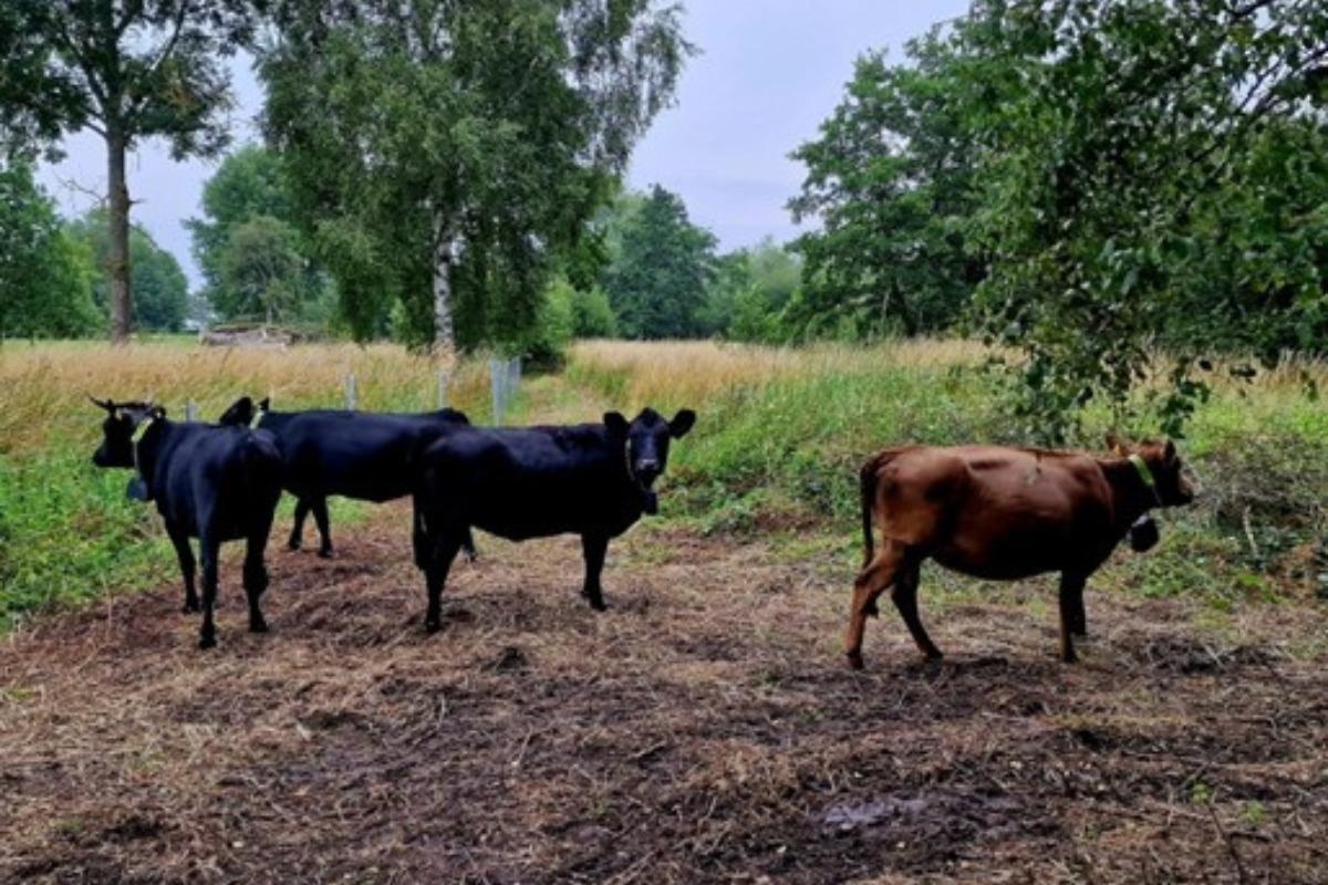 How these cows might save the day at popular York nature spot