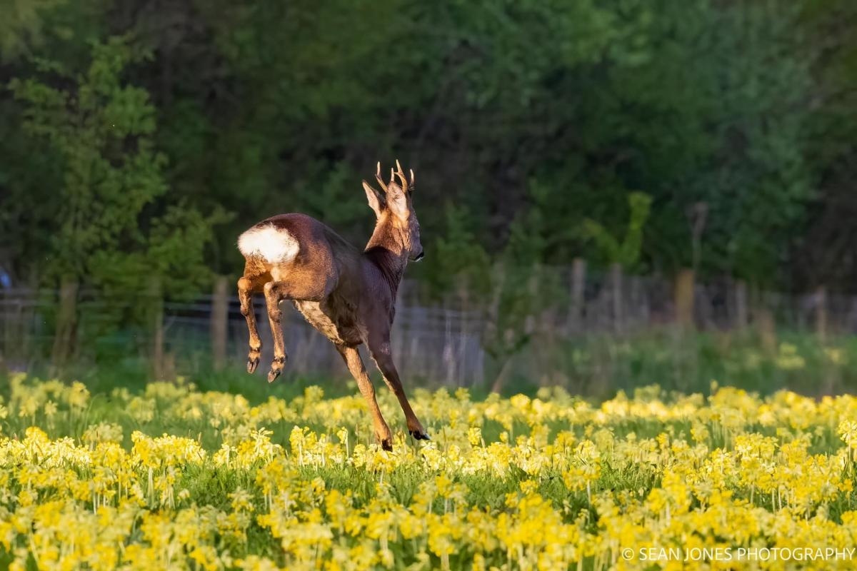 Yorkshire's best wildflower meadows to visit this summer