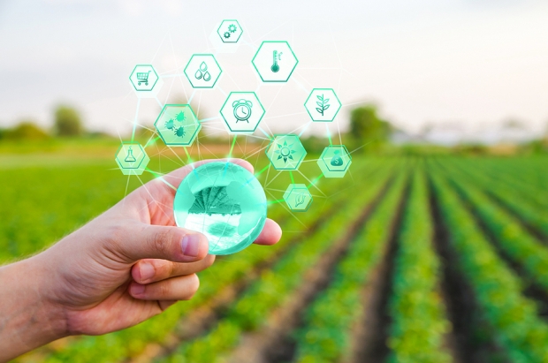 Who's Winning the Avocado Clash: Mission Produce or Calavo Growers?