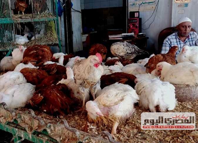 أسعار الفراخ والبانيه في أسواق أسوان اليوم الجمعة 15 أغسطس 2025