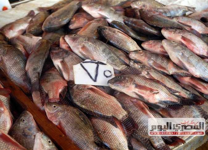 البلطي بـ75 جنيهًا.. أسعار الأسماك في سوق العبور اليوم السبت