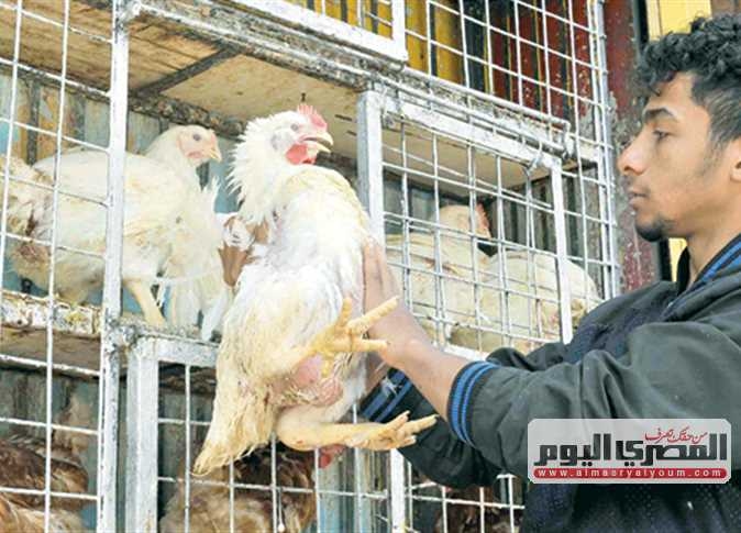 بسبب ترامب.. هل ترتفع أسعار الدواجن في مصر؟ «الشعبة» توضح