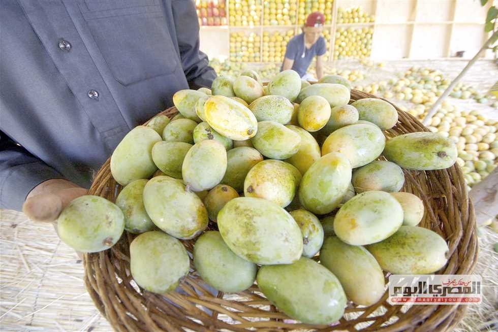 أسعار المانجو في سوق العبور للجملة اليوم السبت