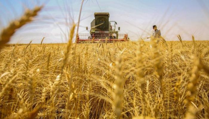 العراق يضع خطة لإدارة مخزون القمح مع توقعات استمرار الجفاف العام المقبل