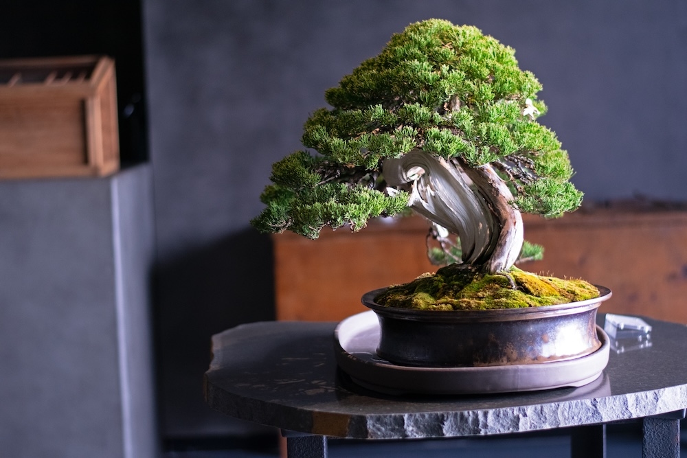 Matsubaya Saryo / Hakobune Gallery