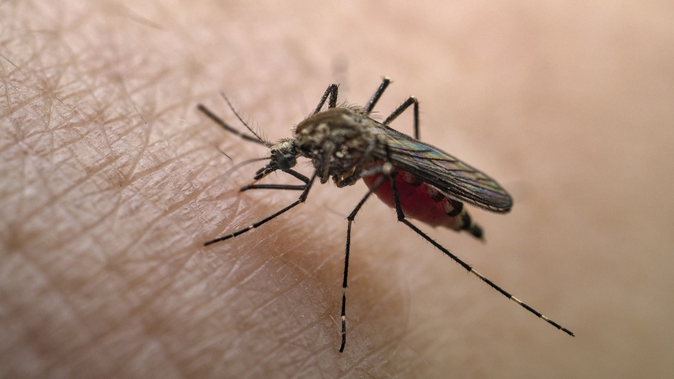 Scientists learn cause of killer outbreak in Congo