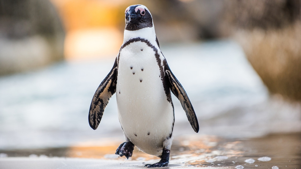 Penguin blamed for helicopter crash in South Africa (IMAGES)