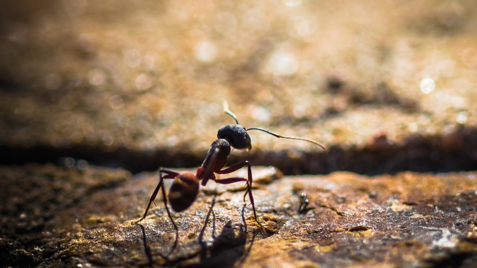 African state busts exotic-ant traffickers (IMAGES)