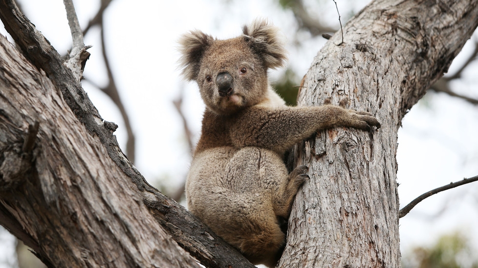 700 koalas killed in helicopter sniper operation