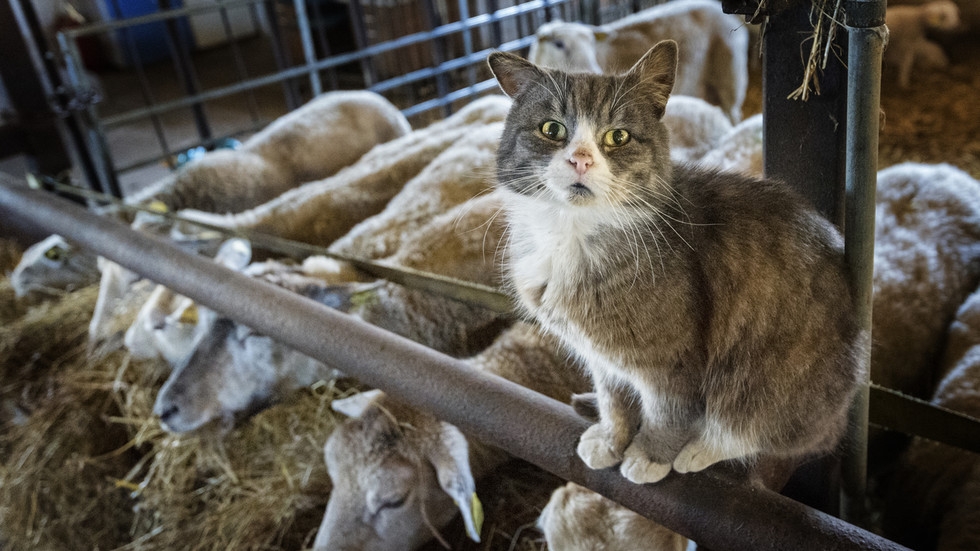 Sputnik V creator warns of global ‘cat flu' pandemic