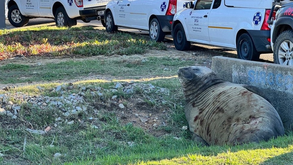 Elephant seal returns to sea after unexpected appearance in town (VIDEOS, PHOTO)
