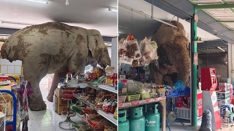 WATCH wild elephant visit Thai grocery store