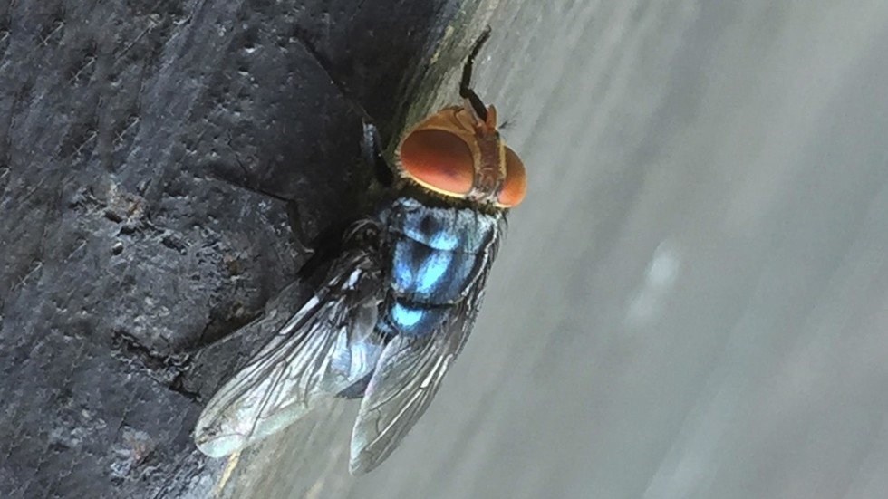 US to drop billions of flies on Mexico and Texas