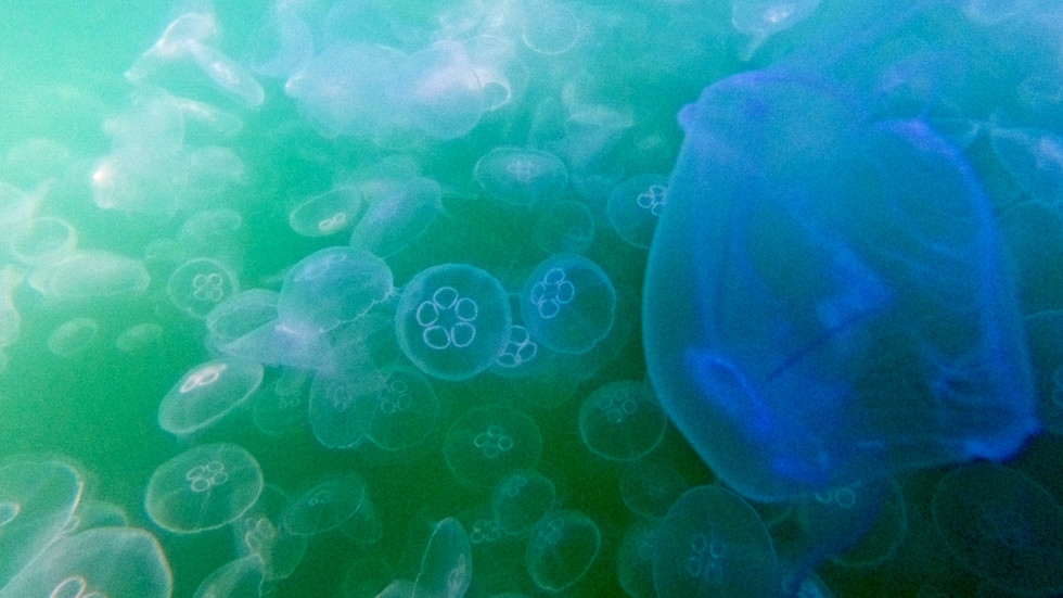 Jellyfish force French nuclear plant shutdown