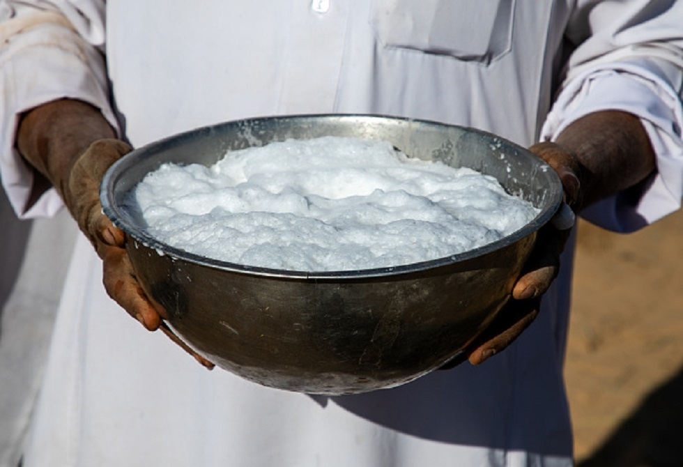 السعودية.. حليب الإبل قريبا إلى الصين
