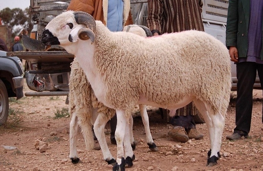 إجراءات صارمة حول الأضحية بالمغرب.. الأمن يداهم المنازل ويصادر أغنام الأضاحي (فيديو)