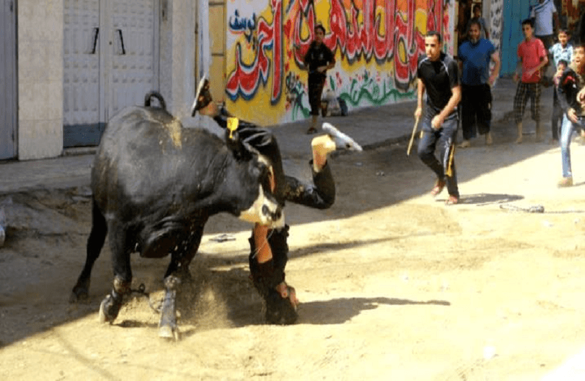 مصر.. تحذير من الإفتاء بشأن فيديوهات هروب الأضاحي