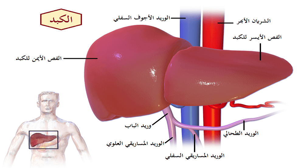 روسيا.. ابتكار نموذج للتنبؤ بتخلص الجسم من الأدوية في حالة أمراض الكبد
