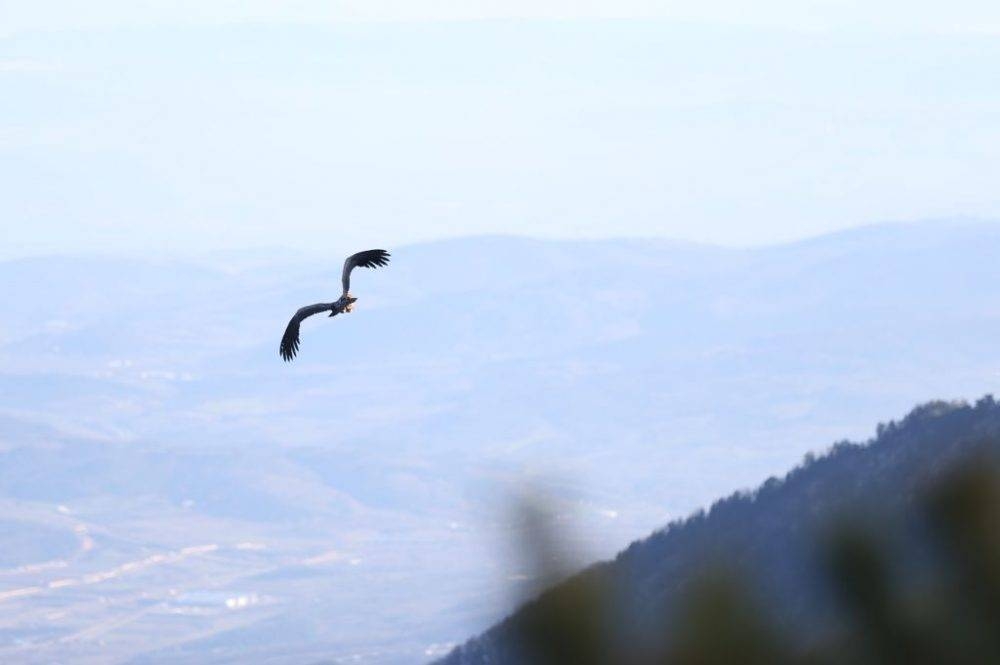 Red alert for South Africa's birds: 147 bird species threatened in South Africa, Lesotho & Eswatin