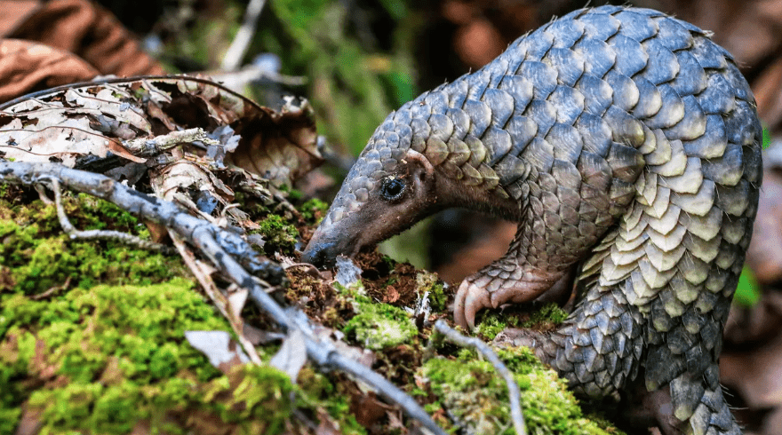 Covid and crackdowns slash ivory and pangolin scale trade
