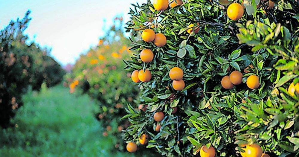 Robust SA agricultural exports to US in second quarter of 2025