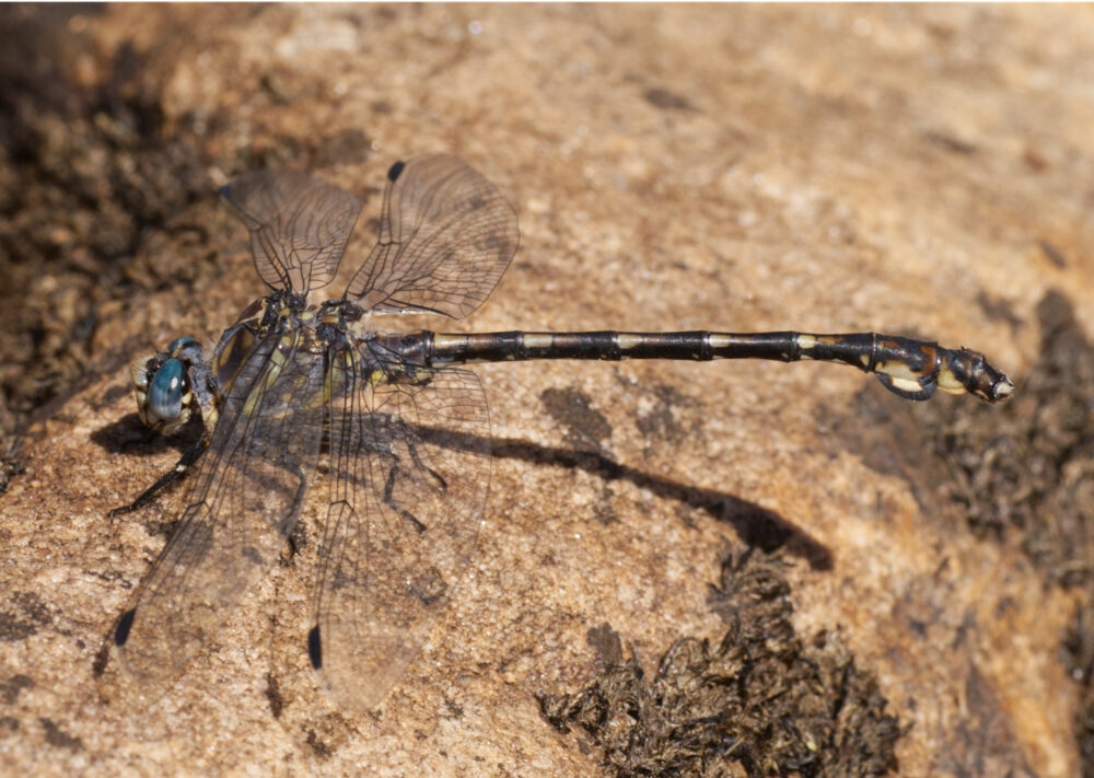 Dragonflies: Ancient insects helping to save modern ecosystems