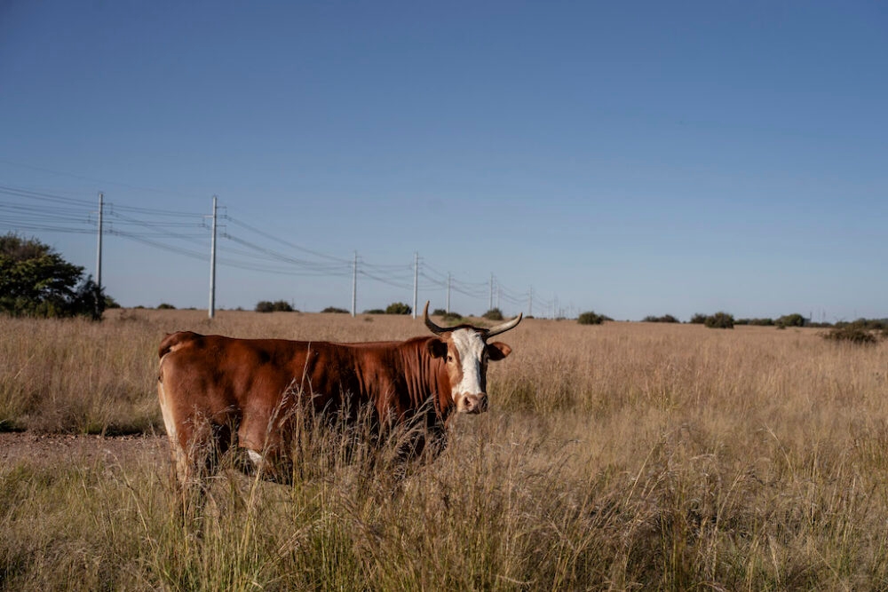 Beyond the Grid: Pinging power from farms to factories