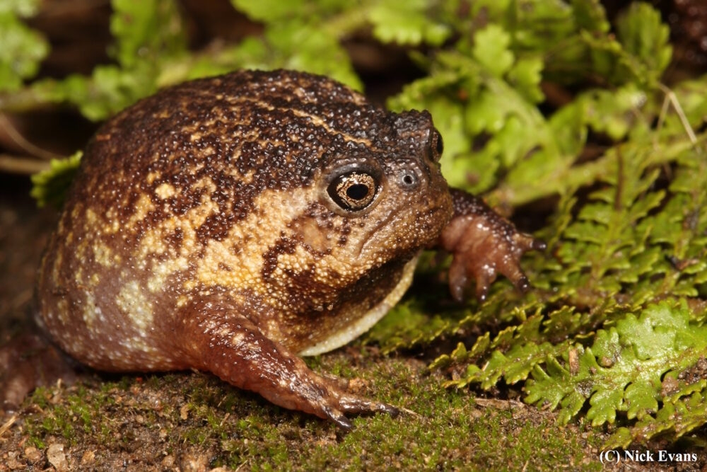 New species of rain frog discovered in SA