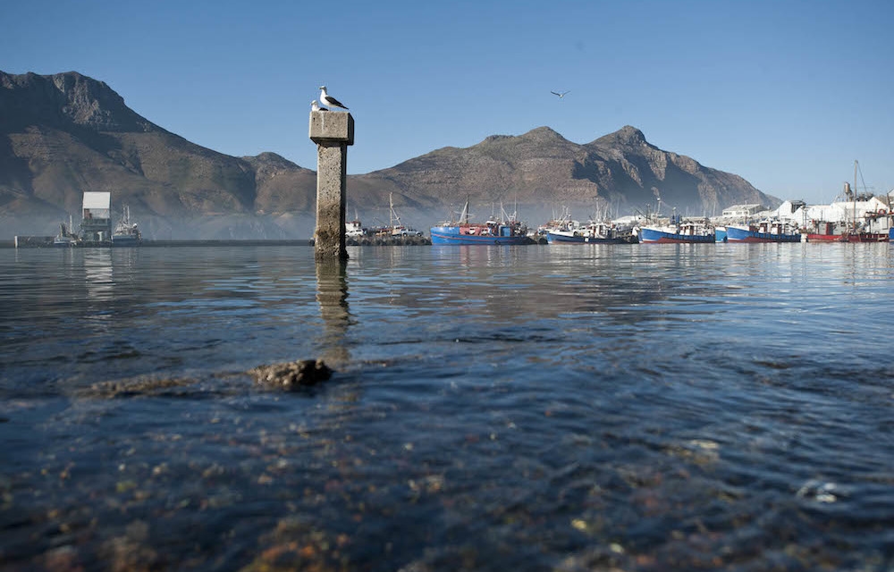 Pharmaceuticals found in Hout Bay mussels