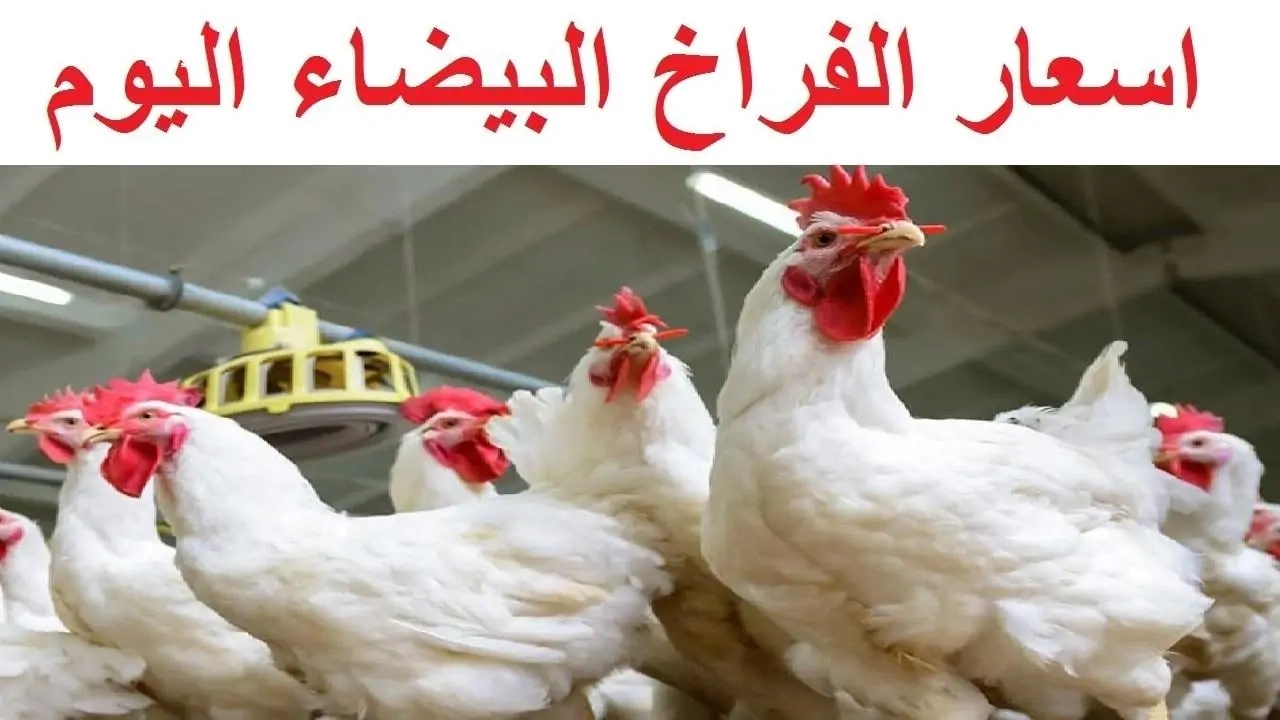 'تحديث يومي من بورصة الدواجن' أسعار الفراخ البيضاء اليوم في الأسواق المصرية