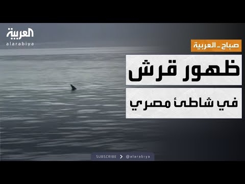 10 معلومات عن شاطئ اللاجونا في دهب بعد ظهور سمكة القرش الحوتي (مزايا وأنشطة)