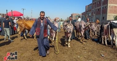 'من الرأس للذيل'.. دليلك الشامل لقطعيات اللحوم فى عيد الأضحى.. وطرق استثمار الأضحية بأفضل الطرق الصحية والاقتصادية.. واحرص على تناول وجبات معتدلة ولا تتخط ال100 جرام من اللحم