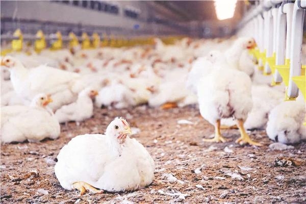 بعد انتشار شائعة نفوق 30% من الدواجن