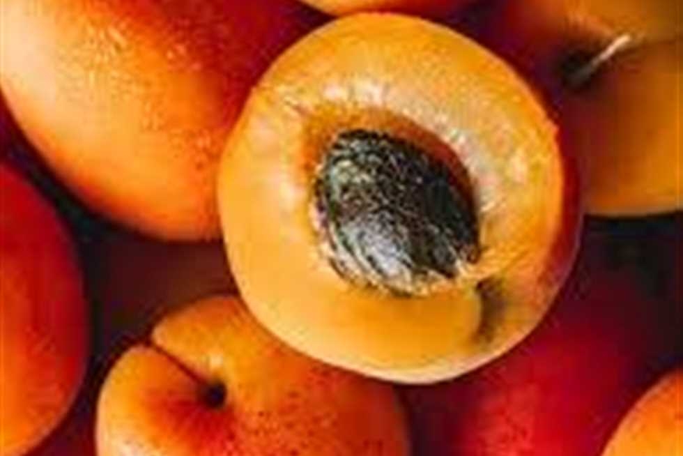 «هذا ما يفعله المشمش بجسمك».. وهؤلاء ممنوعين من تناوله