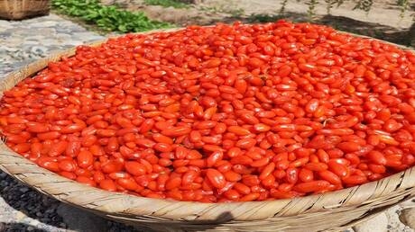 فوائد ثمار غوجي للصحة