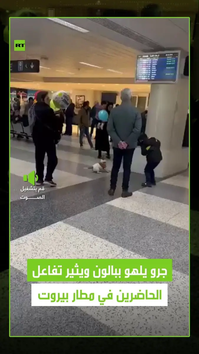 جرو لطيف يخطف الأضواء في أروقة مطار رفيق الحريري الدولي في بيروت #ريل #فيديو #اكسبلور #بيروت #كلب #مضحك #مطار #مطار_بيروت