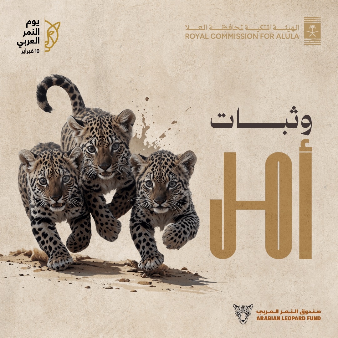 في #اليوم_العالمي_للنمر_العربي… هكذا تواصل المملكة جهودها لحمايته #النمر_العربي