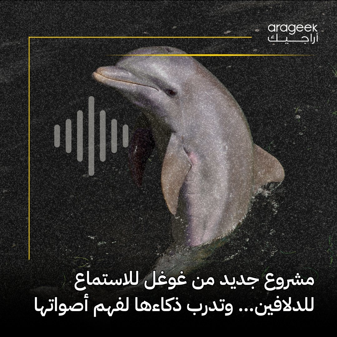 جوجل تكشف عن 'DolphinGemma'، نموذج ذكاء اصطناعي جديد لدراسة لغة الدلافين! تفاصيل أكثر هنا
