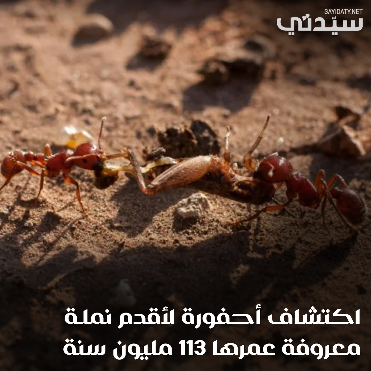 اكتشاف أقدم أحفورة نملة في العالم تعود إلى 113 مليون سنة، وتسلط الضوء على أساليب افتراس نمل الجحيم المنقرض.