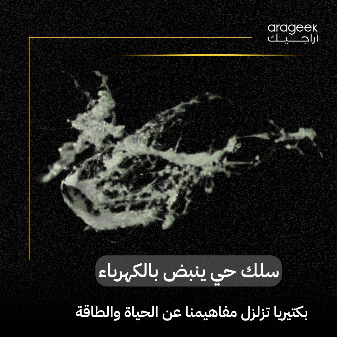 اكتشف باحثون نوعًا جديدًا من البكتيريا يسمى Candidatus Electrothrix yaqonensis، قادرًا على نقل الكهرباء كالسلك! قد يغير قواعد اللعبة في التكنولوجيا الحيوية وتنقية الملوثات. المزيد هنا