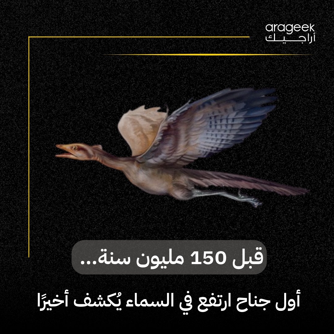 اكتشاف مذهل! أحفورة 'أركيوبتركس' تكشف عن الريش الثالثي الذي ساعد الطيور الأولى في الطيران قبل 150 مليون عام. أول دليل على انسيابية الطيران! التفاصيل هنا