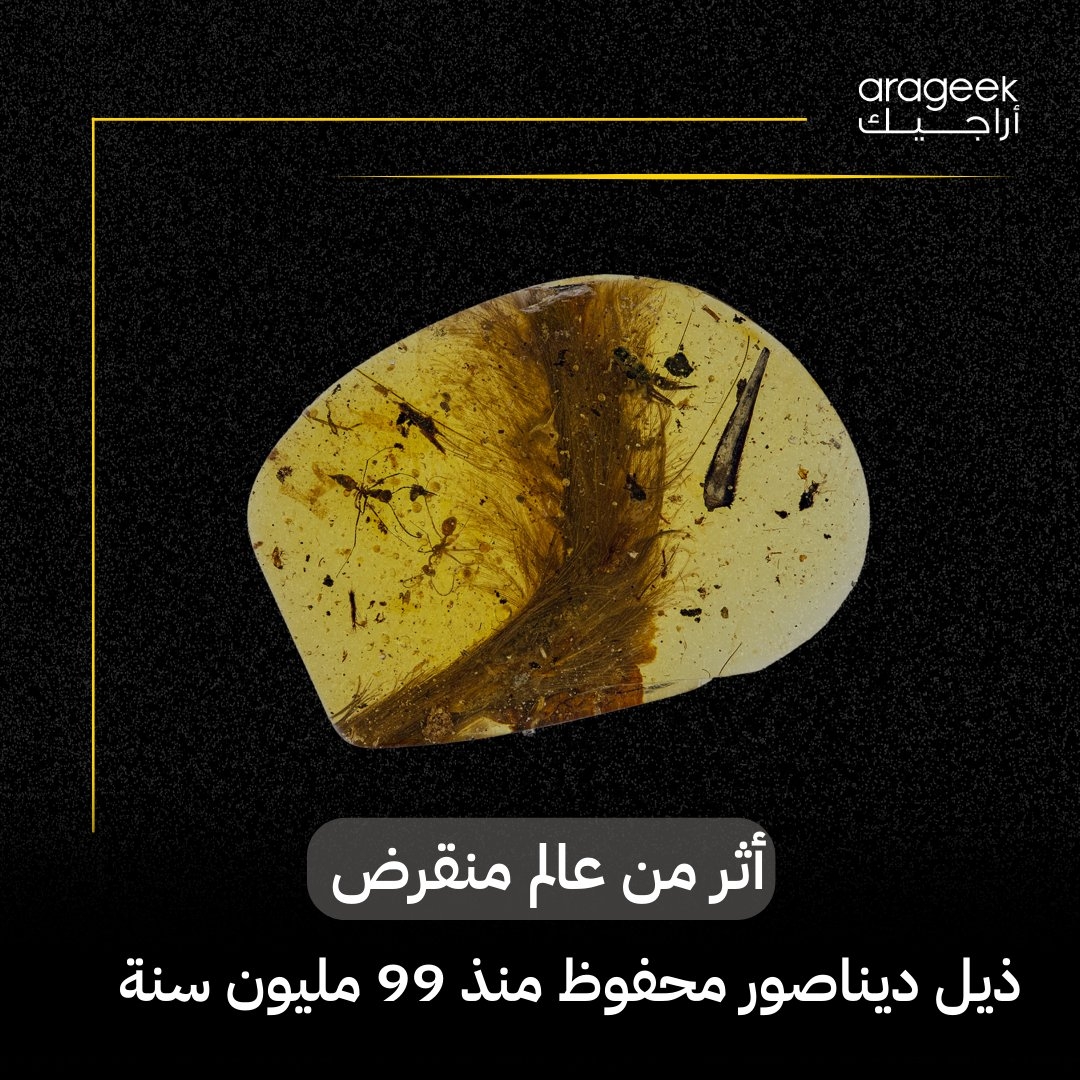 اكتشاف مذهل في شمال ميانمار! عُثر على ذيل ديناصور صغير محفوظ في عنبر عمره 99 مليون سنة، يحتوي على عظام، ريش، وأنسجة طرية. يعزز فهمنا لتطور الريش ويعد من أبرز الاكتشافات العلمية! إليك
