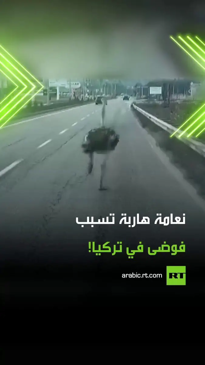 كأنها فرت من السجن .. نعامة هاربة من مزرعة تقرر أن تكون نجم حركة المرور على الطريق السريع ديار بكر باتمان في تركيا. السائقون في حيرة بينما تجري بينهم النعامة وكأنها في سباق #نعامة #تركيا #هروب #ترند #فيديو #اكسبلور