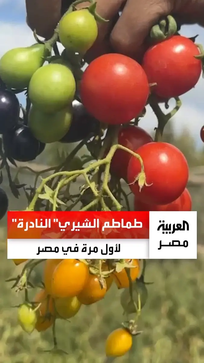 لأول مرة في مصر.. زراعة أنواع نادرة من طماطم الشيري 'أورجانيك' في البحيرة وصاحب الفكرة: ألوانها أسود وأحمر وأصفر ولها جدوى اقتصادية كبيرة _مصر