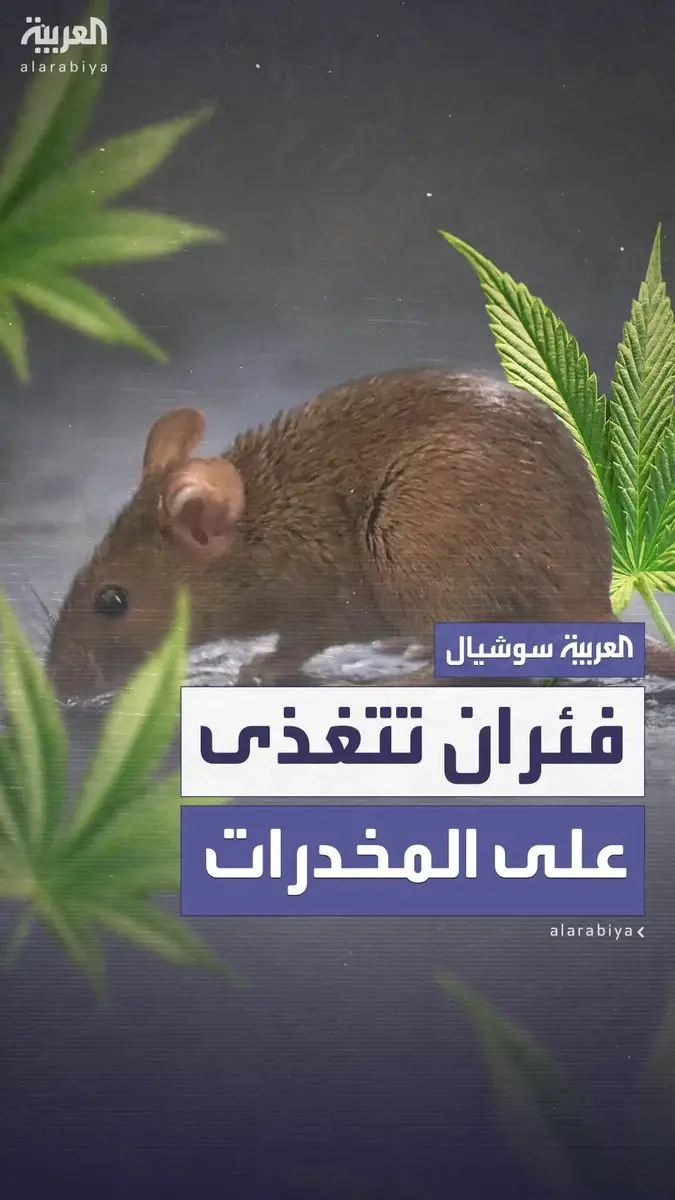 'فئران تحت تأثير المخدرات'.. القوارض تلتهم المخدرات المخزنة في أقسام الشرطة في هيوستن ودمرت الأدلة في أكثر من 3600 قضية.. عمدة هيوستن: 'لدينا 400 ألف رطل من الماريغوانا والفئران هي الوحيدة التي تستمتع بها'