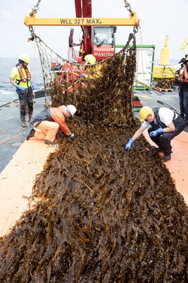 Pioneering seaweed harvest takes place in North Sea
