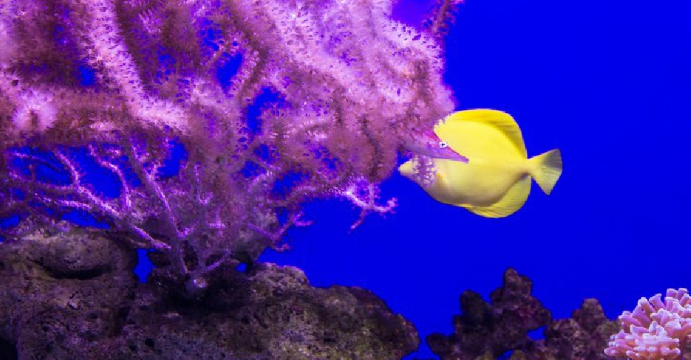 Abu Dhabi to cultivate 4 million coral colonies by 2030