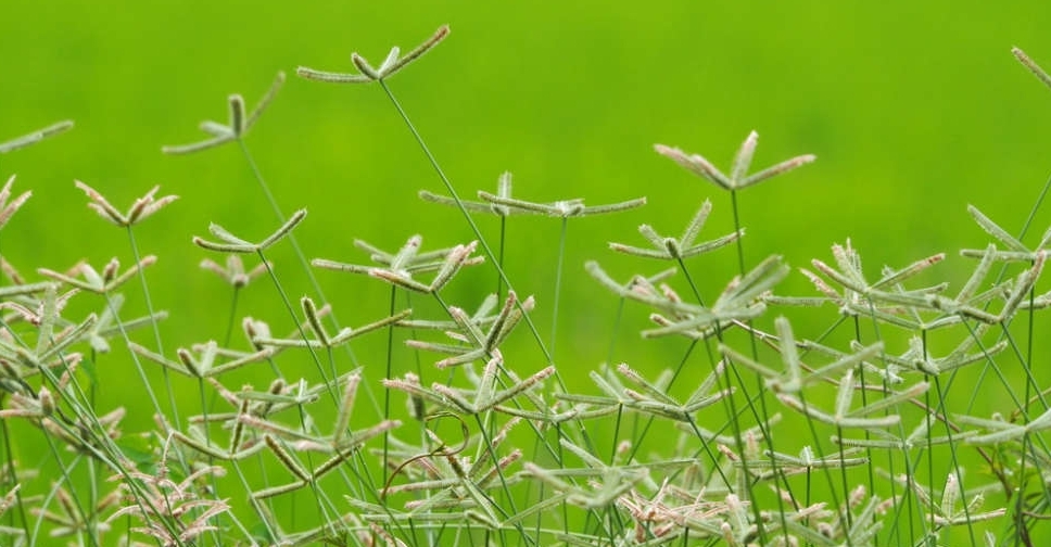 Three new plant species recorded in UAE